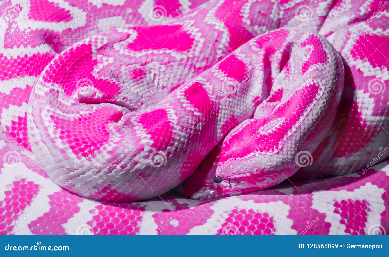 Abstract pink snake stock image. Image of pink, texture - 128565899
