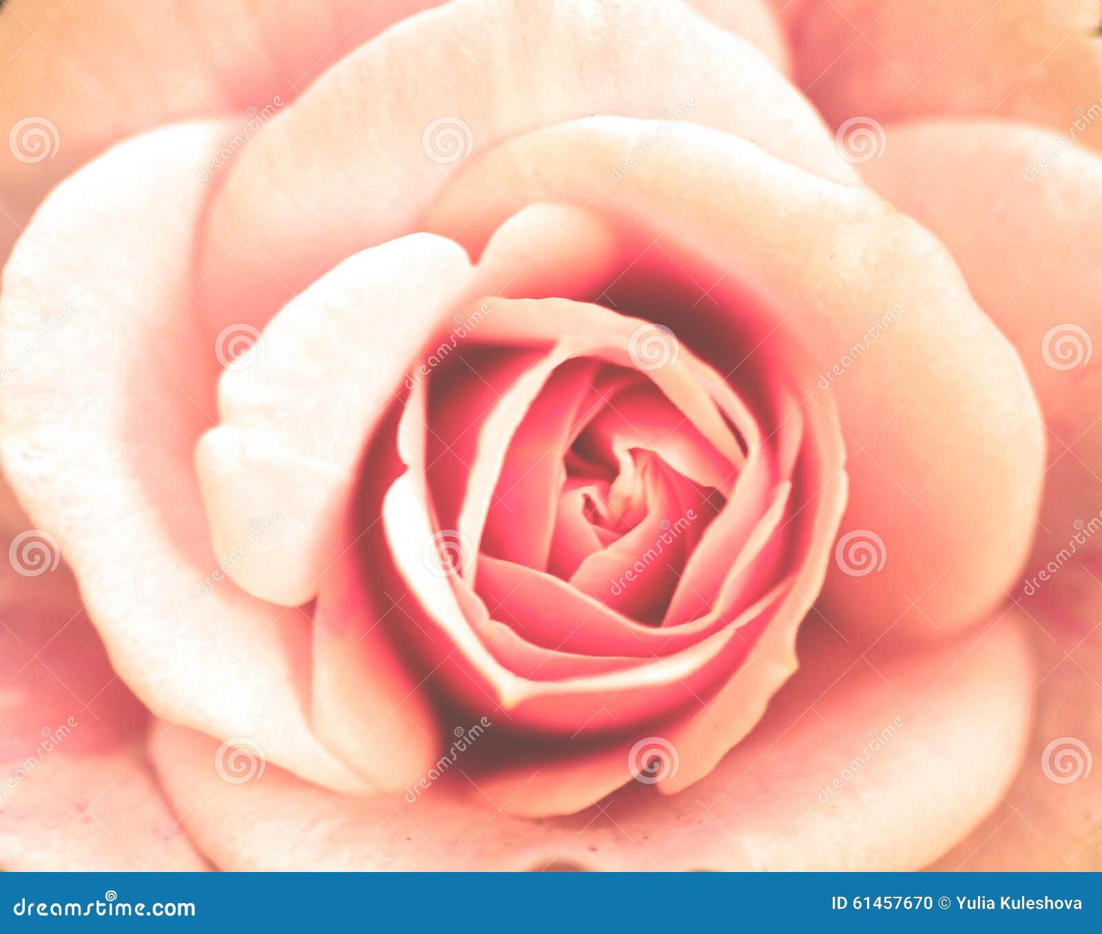 Abstract pink rose stock photo. Image of romance, closeup 61457670