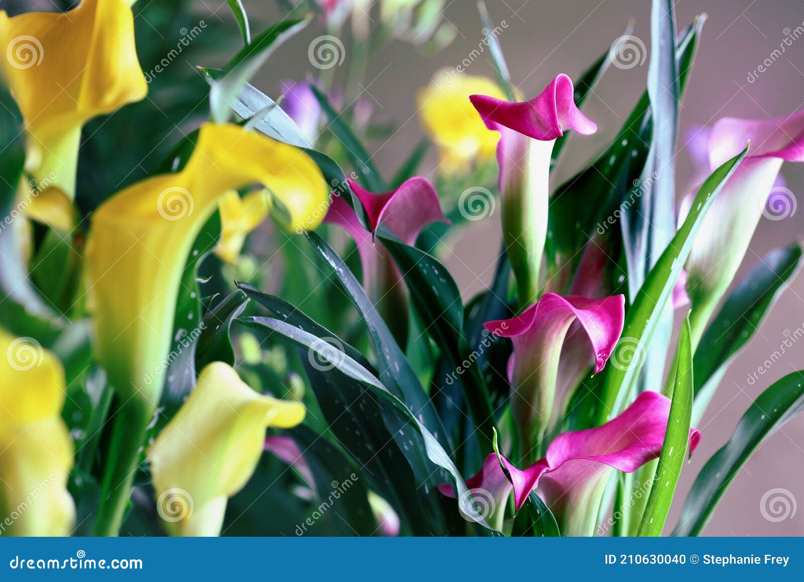 Abstract of Pink and Yellow Calla Lilies Growing Together Stock Photo ...