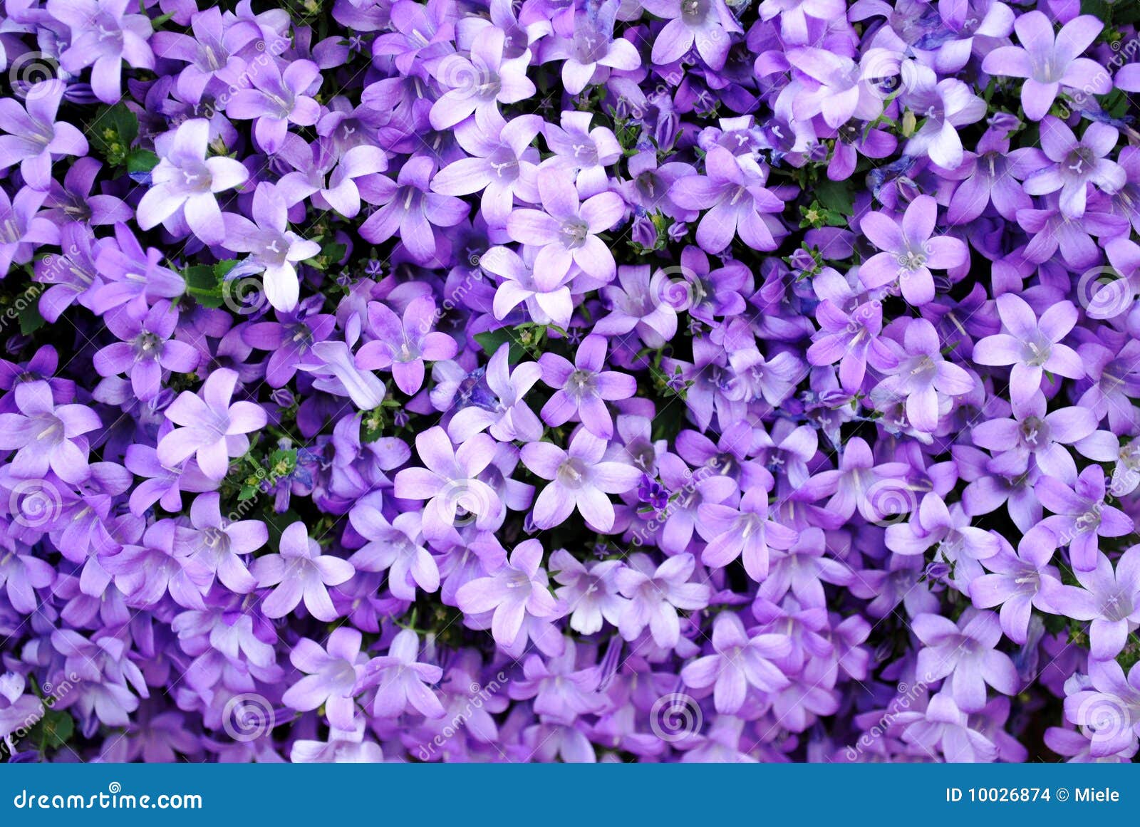 Gøre mit bedste skrivebord blød Abstract purple nature stock photo. Image of nature, blue - 10026874