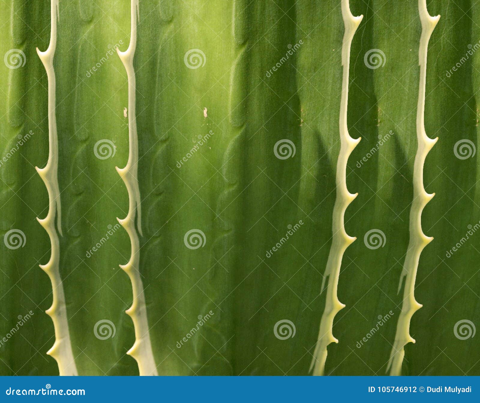 abstract sansevieria