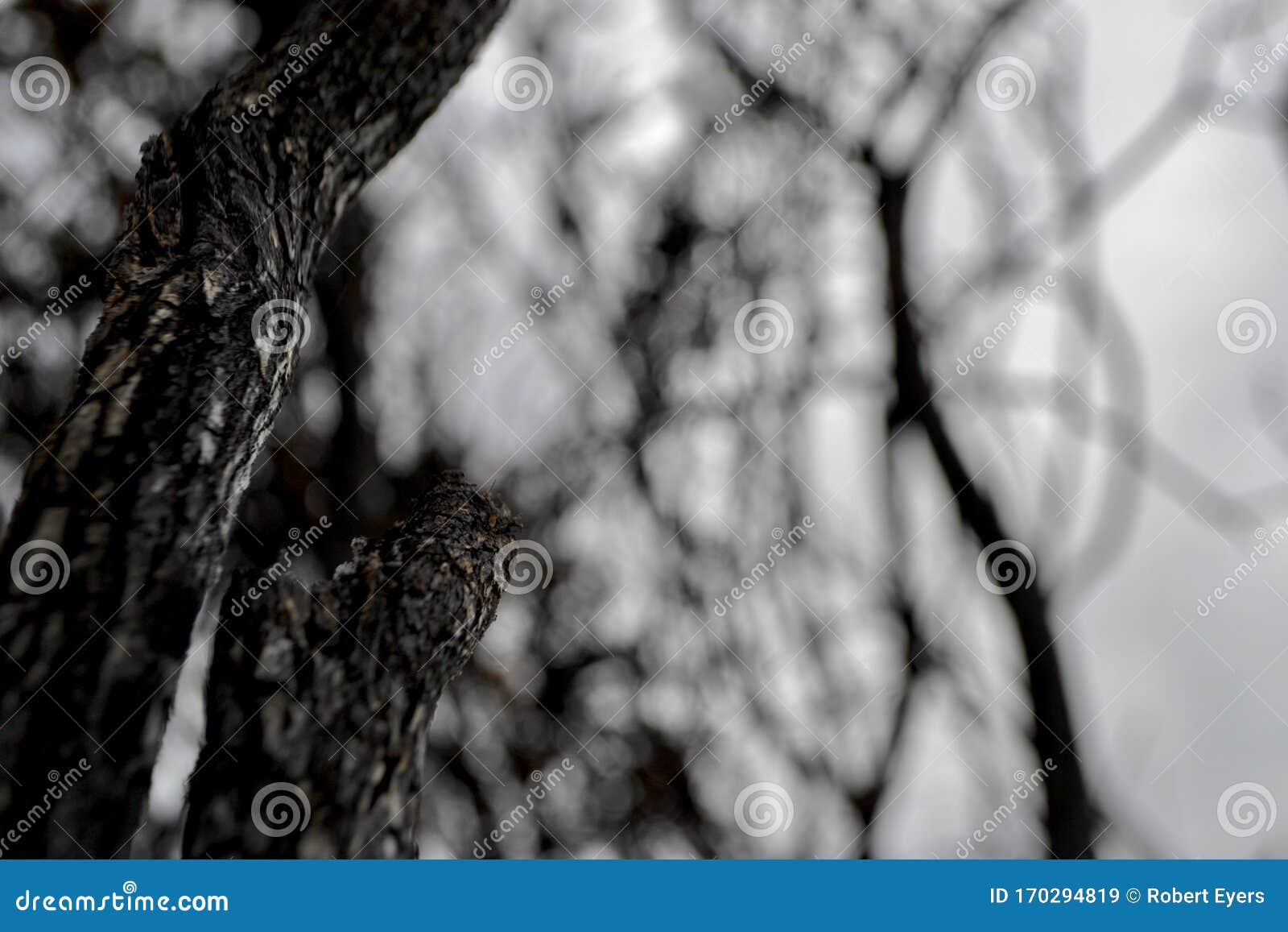 burned, charred bark on tree branches after fire