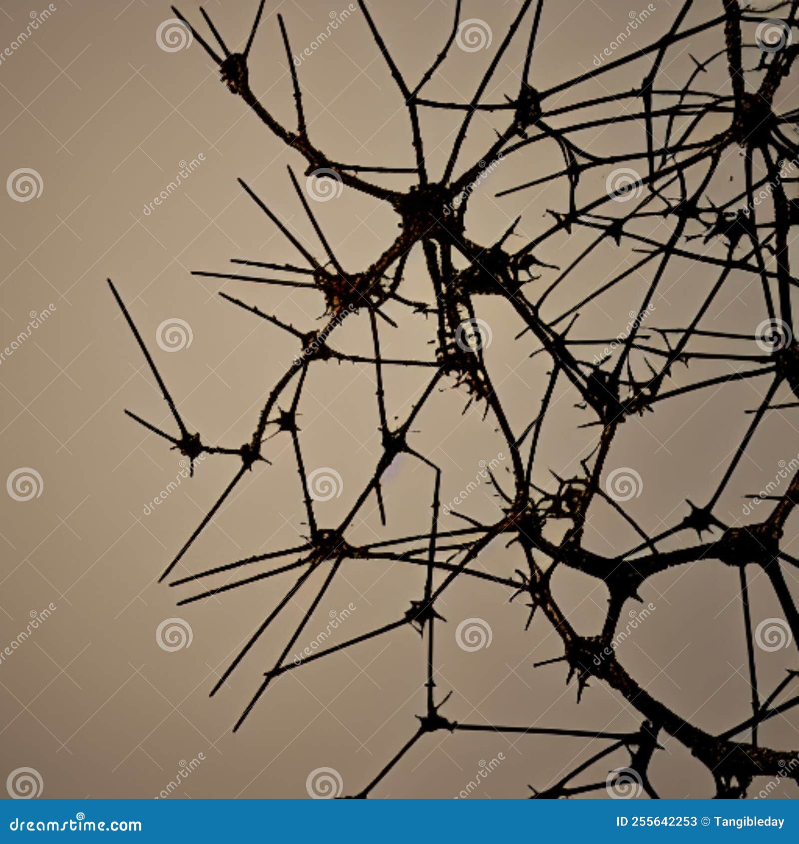 branches or thorns with nodal, nervous system appearance, abstract