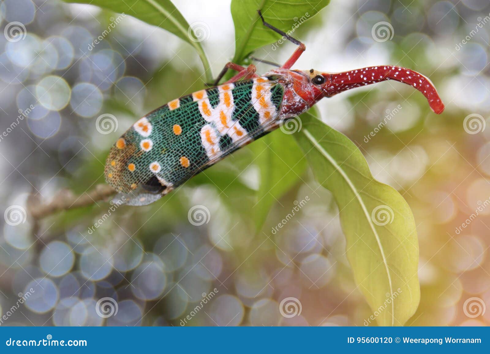 lantern bugs secret lantern bugs secret