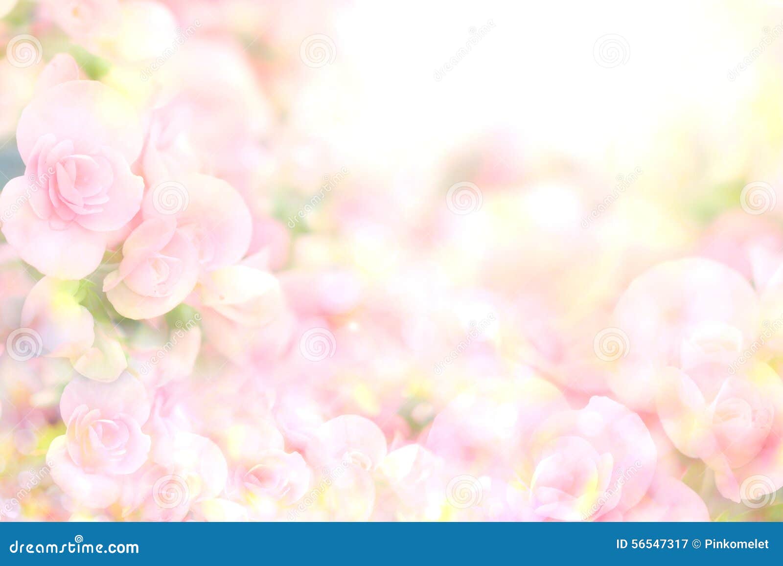 the abstract soft sweet pink flower background from begonia flowers