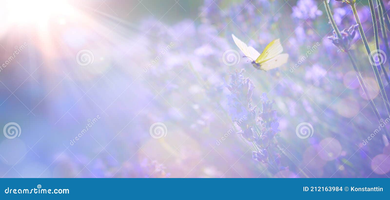 abstract spring or summer floral background; beautiful lavender flower against evening sunny sky and fly butterfly; nature