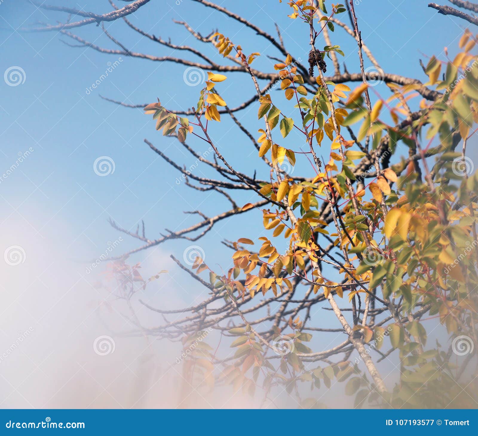 Abstract and Surreal Autumnal Dreamy Image of Bare Branches at the