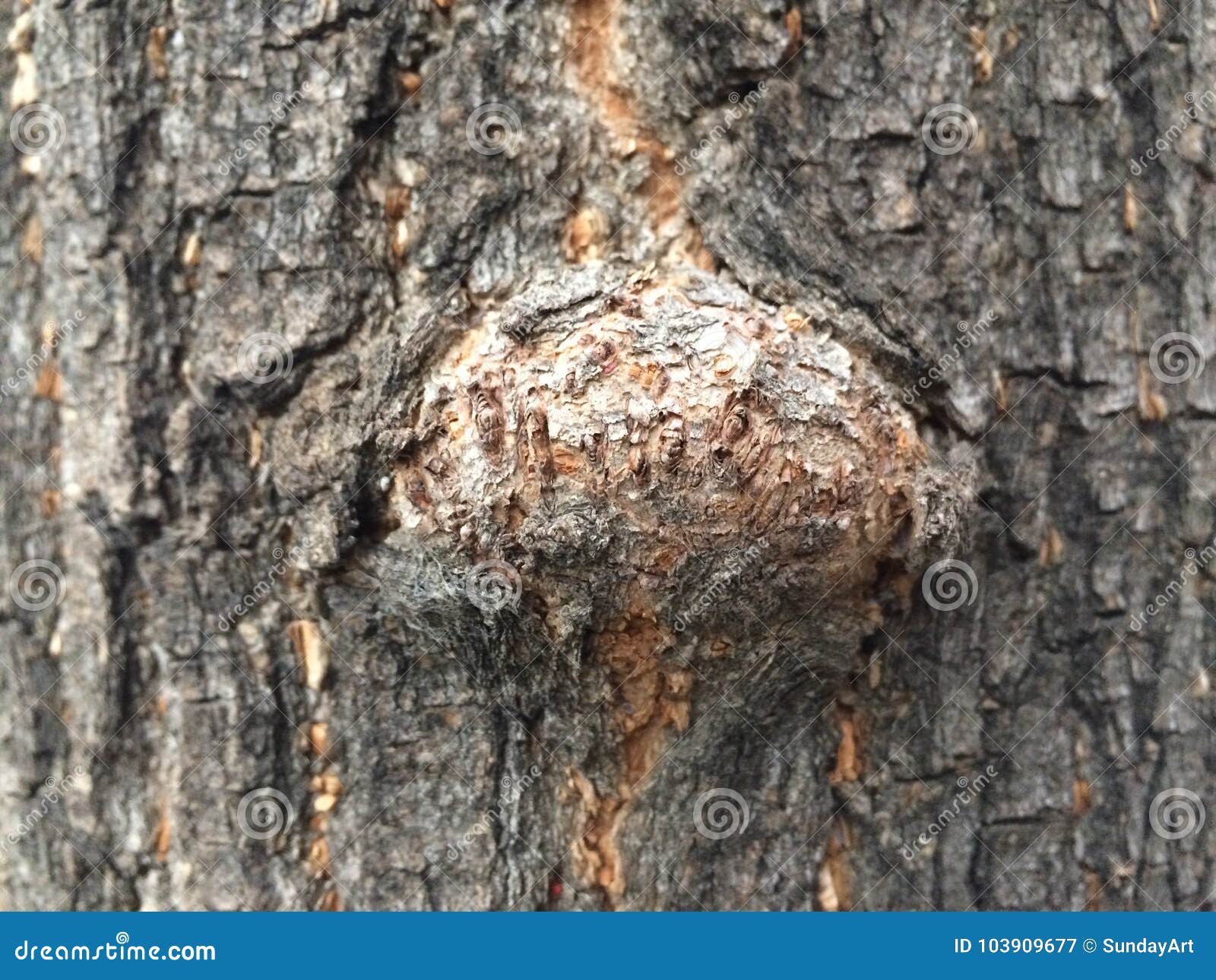 simple photo pattern of knag in wood