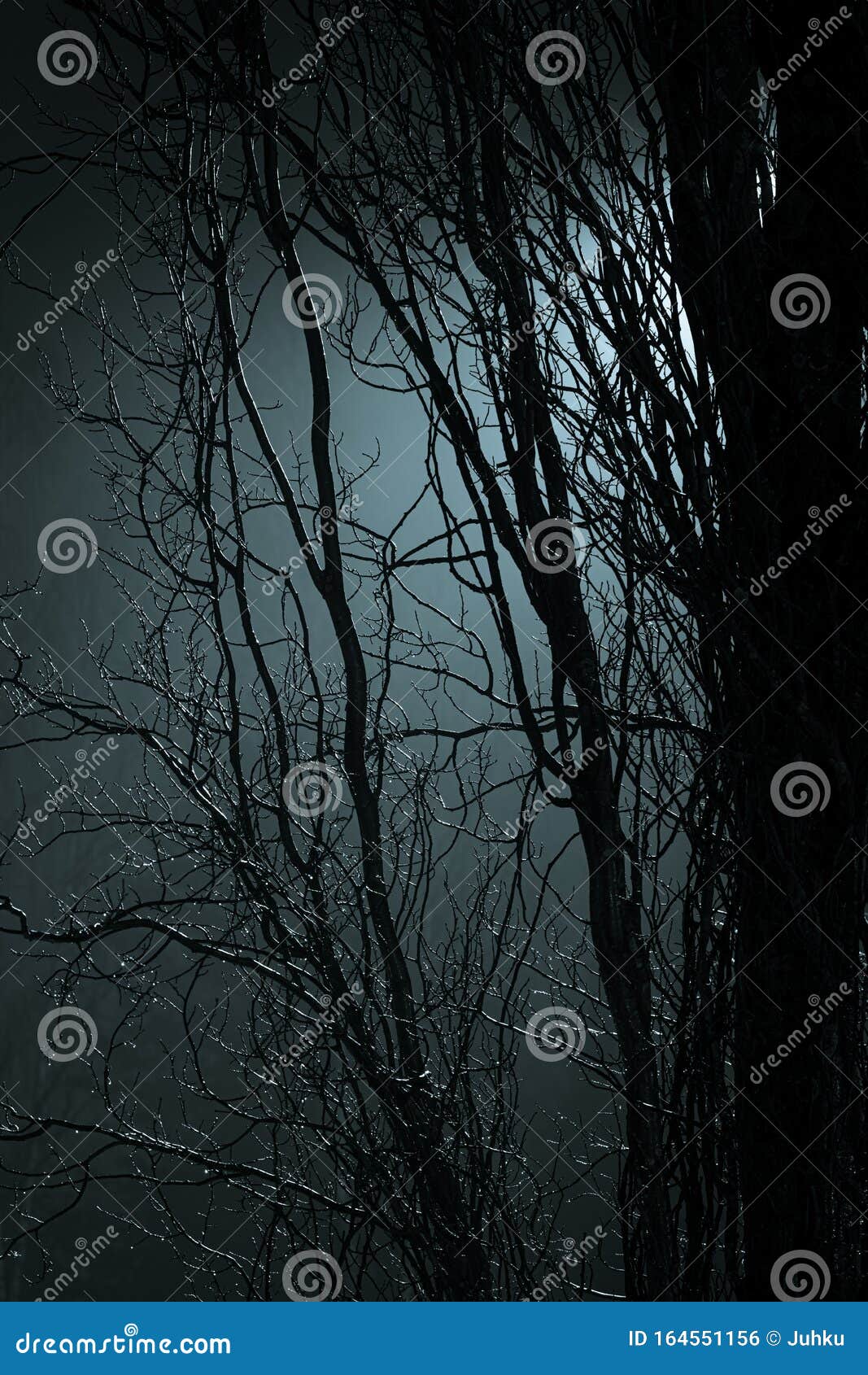 Tree Branches at Foggy Night Lit by Streetlamp Stock Photo - Image of