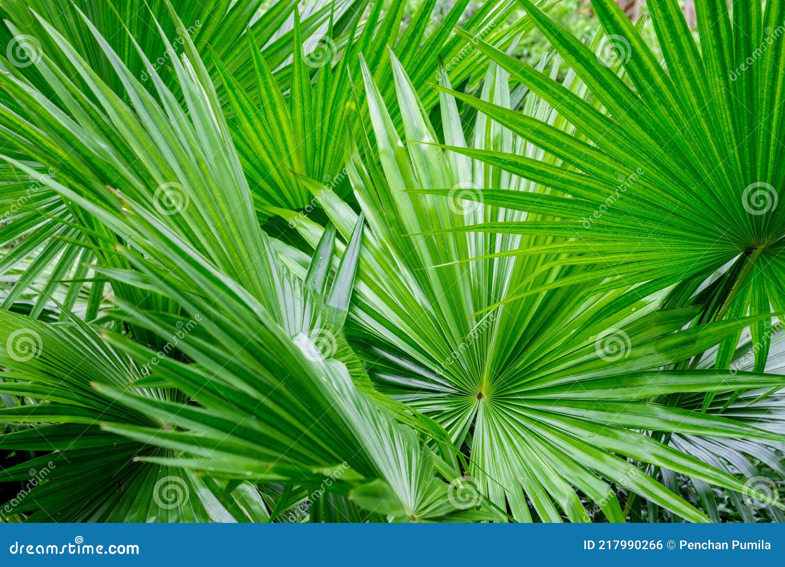 Abstract of Tropical Palm Foliage Stock Photo - Image of fresh