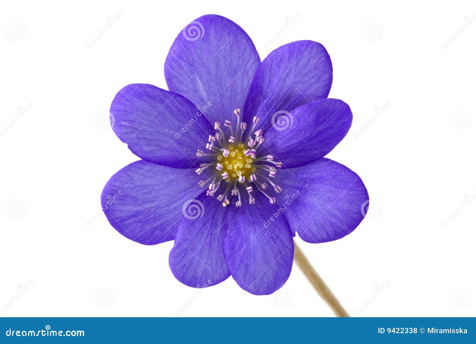 Abstract of the Violet Flower Stock Photo Image of beautiful, light