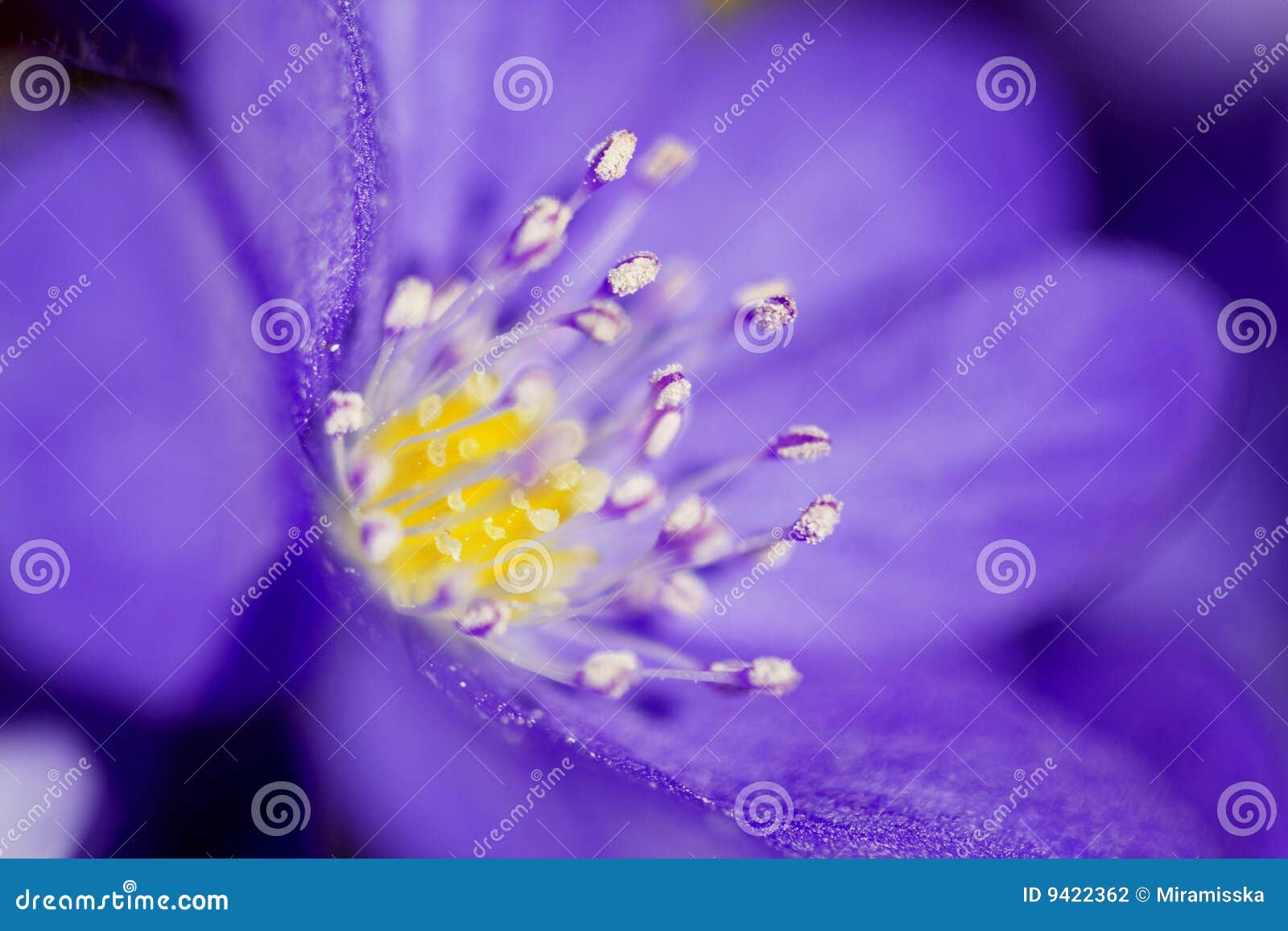 Abstract of the Violet Flower Stock Photo Image of nature, delicate