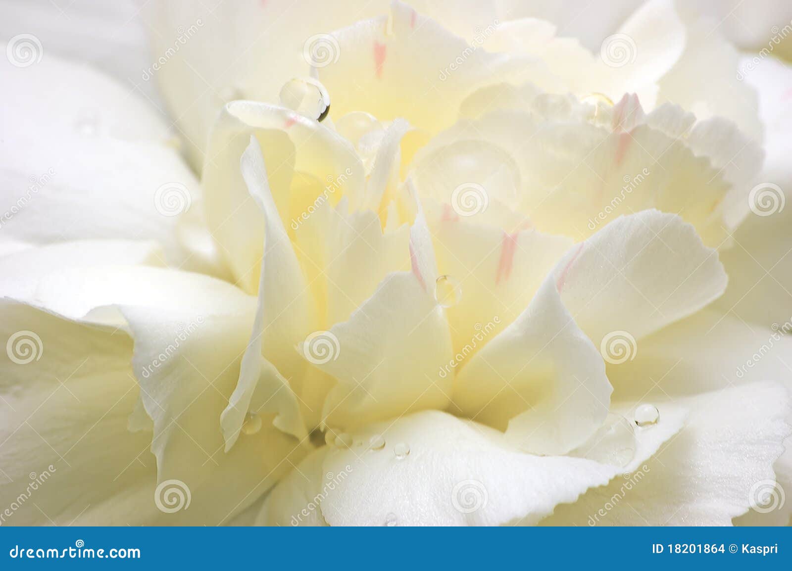 abstract white flower petals macro