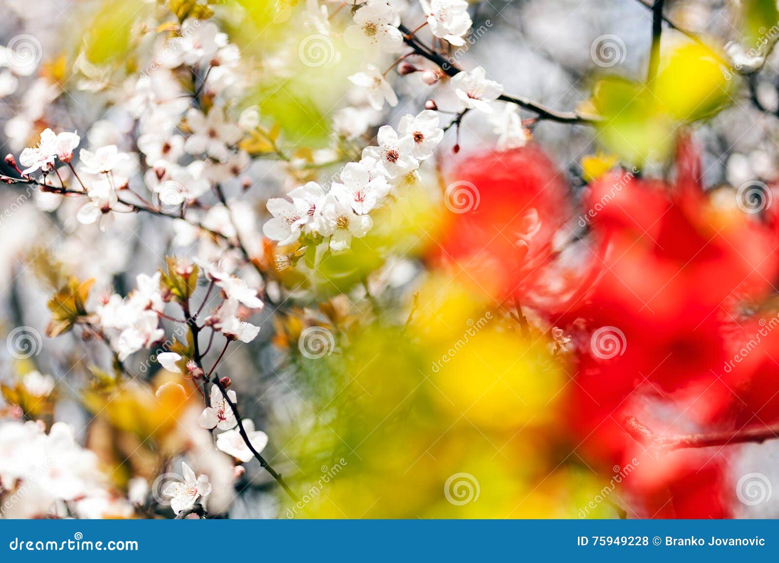 Abstract White Flowers with Red Foliage Stock Photo Image of sunny