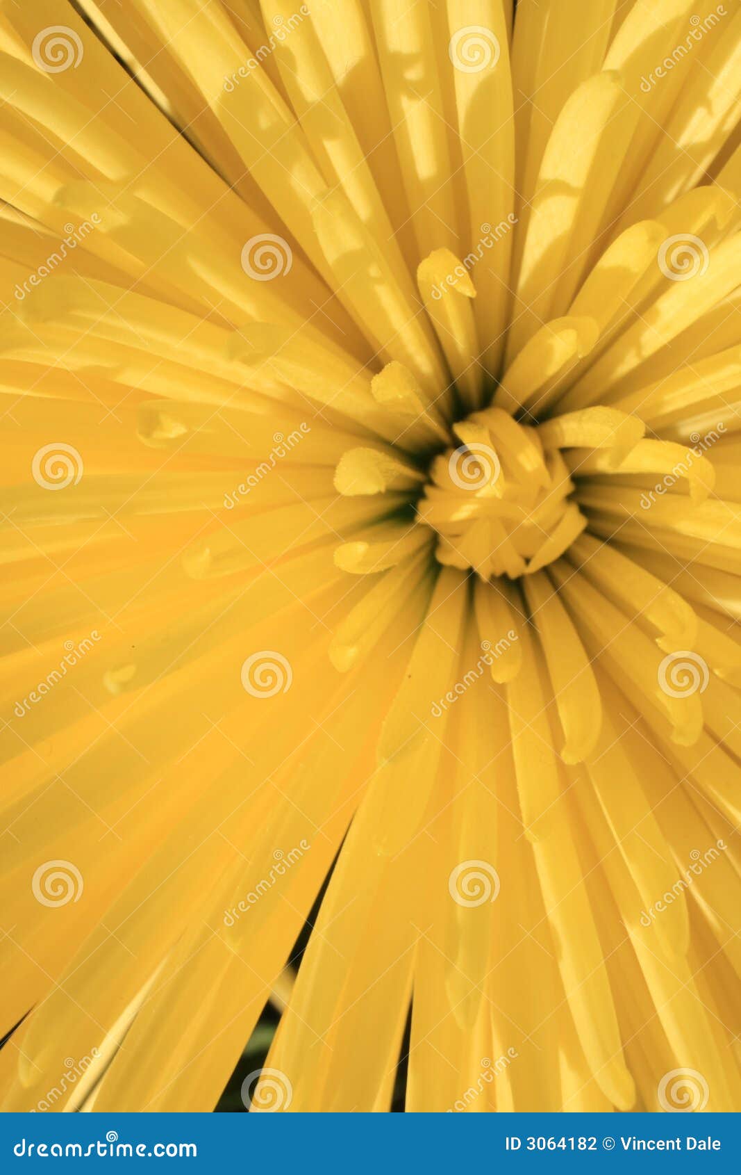 Abstract Yellow Flower stock photo. Image of flower, life 3064182