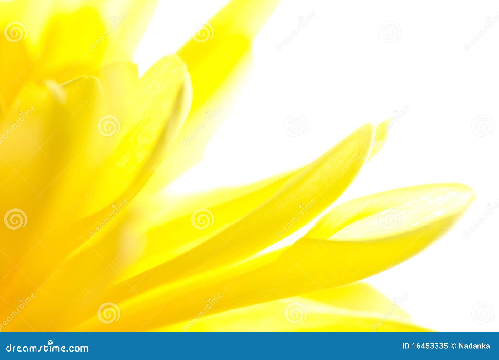 Abstract Yellow Flower Closeup Stock Image Image of macro, focus