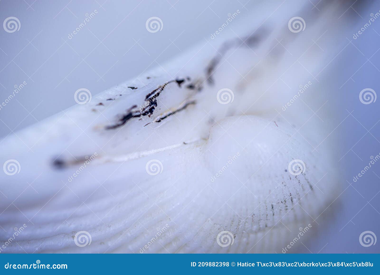 abstracted sea cob texture. macro photo.