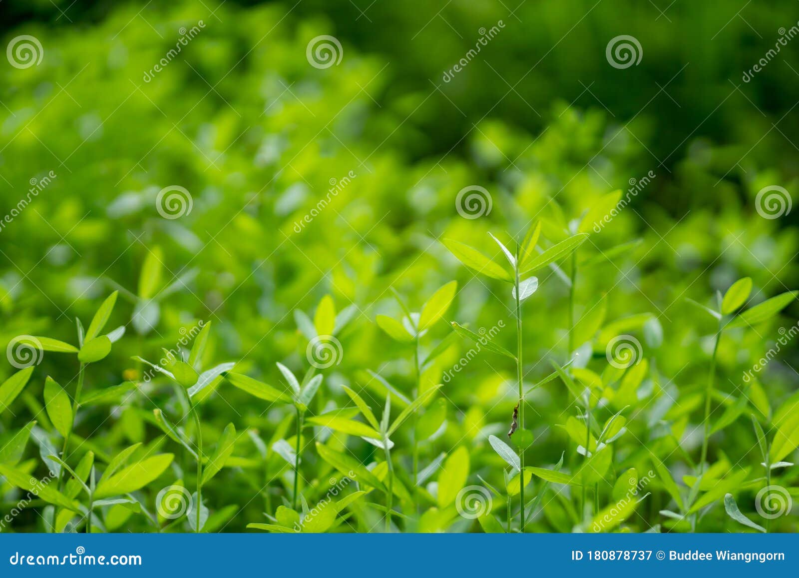 Abstracts Background Green Tree Bokeh Blur Background Stock Image