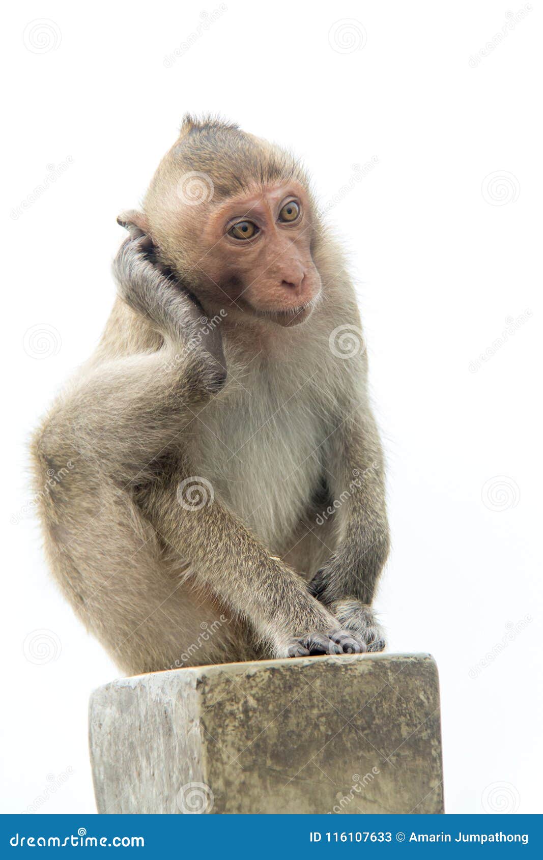 Abstracts Monkey of Portrait Isolated White Background. Stock Image - Image  of monkeys, monkey: 116107633