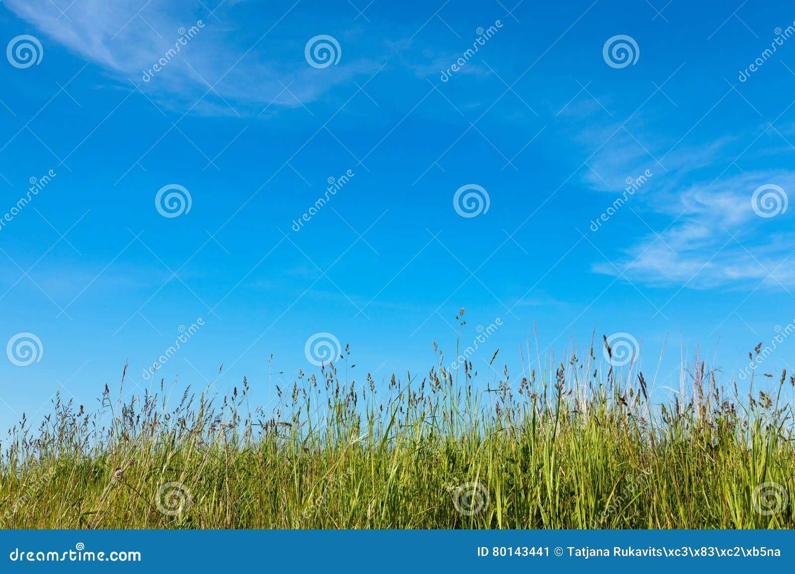 Abstrakcjonistyczny natury tło z trawą i niebieskim niebem. Wiosny lub lato natury abstrakcjonistyczny tło z