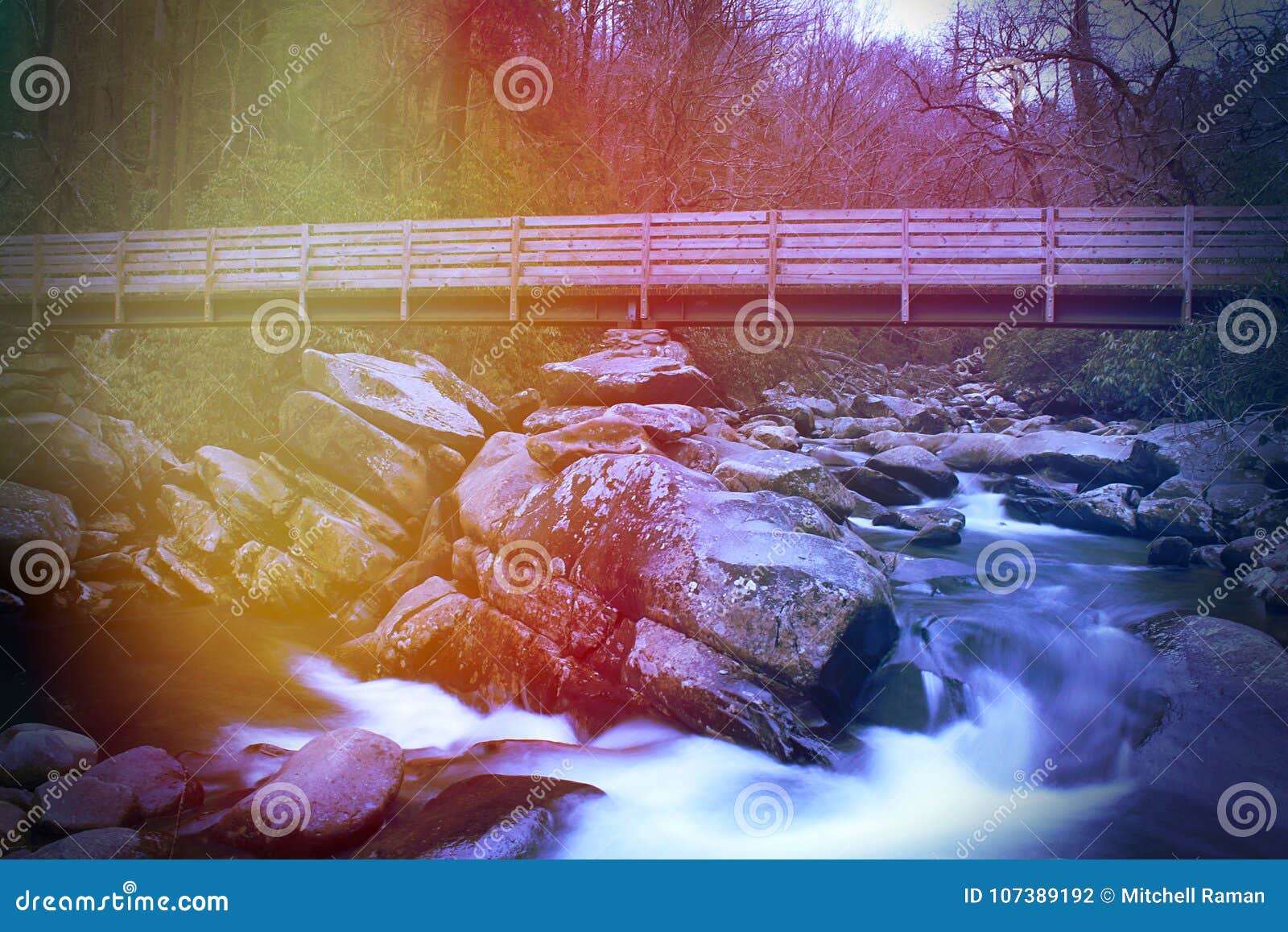 Abstraktes künstlerisches Naturfotografie im Nationalpark Great Smoky Mountains in Tennessee