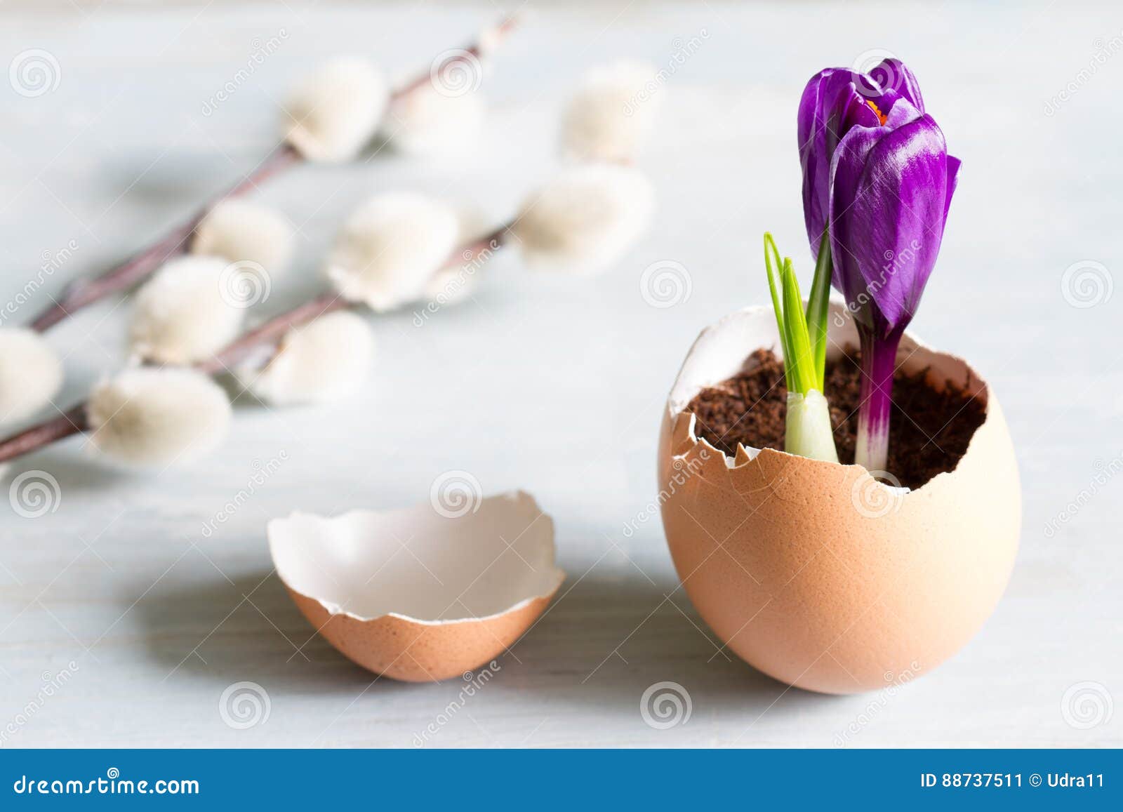 Abstraktes Symbol Ostern des defekten Eies und des violetten Krokusses der neuen Lebennahaufnahme