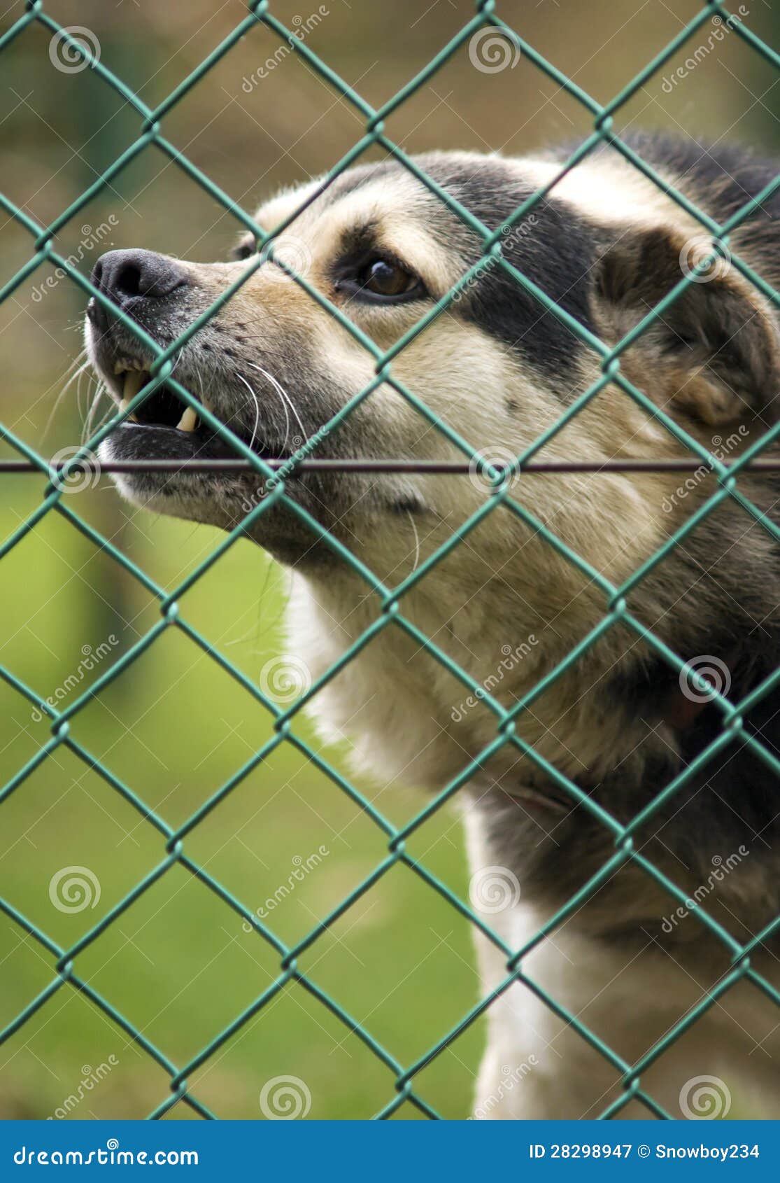 Abstreifen Dogg Hinter Dem Zaun Stockbild Bild von schäferhund