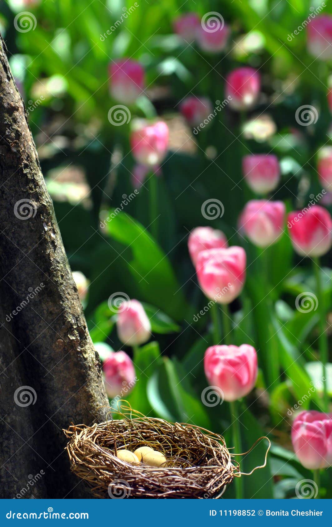 Absurd location stock photo. Image of eggs, arkansas 11198852