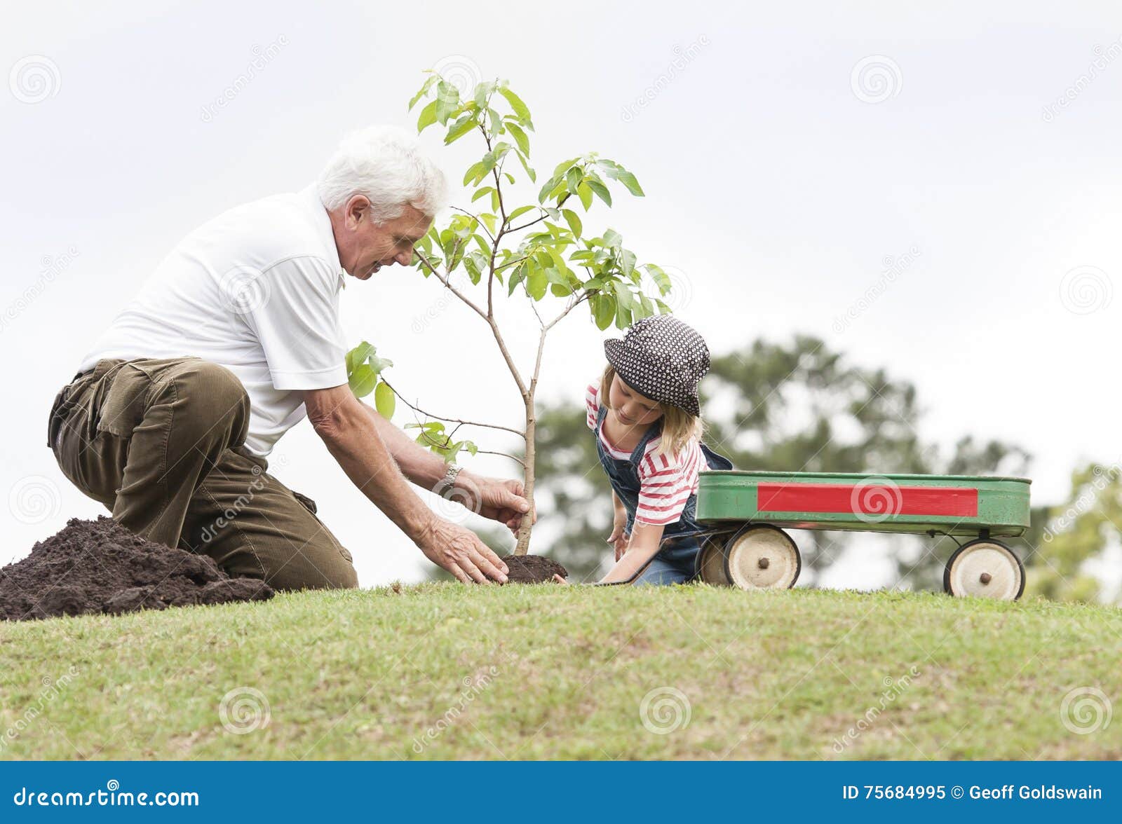Дедушка посадил дерево 54. Дедушка сажает дерево. Дед с внуком сажают дерево. Дед на даче. Семья сажает дерево.