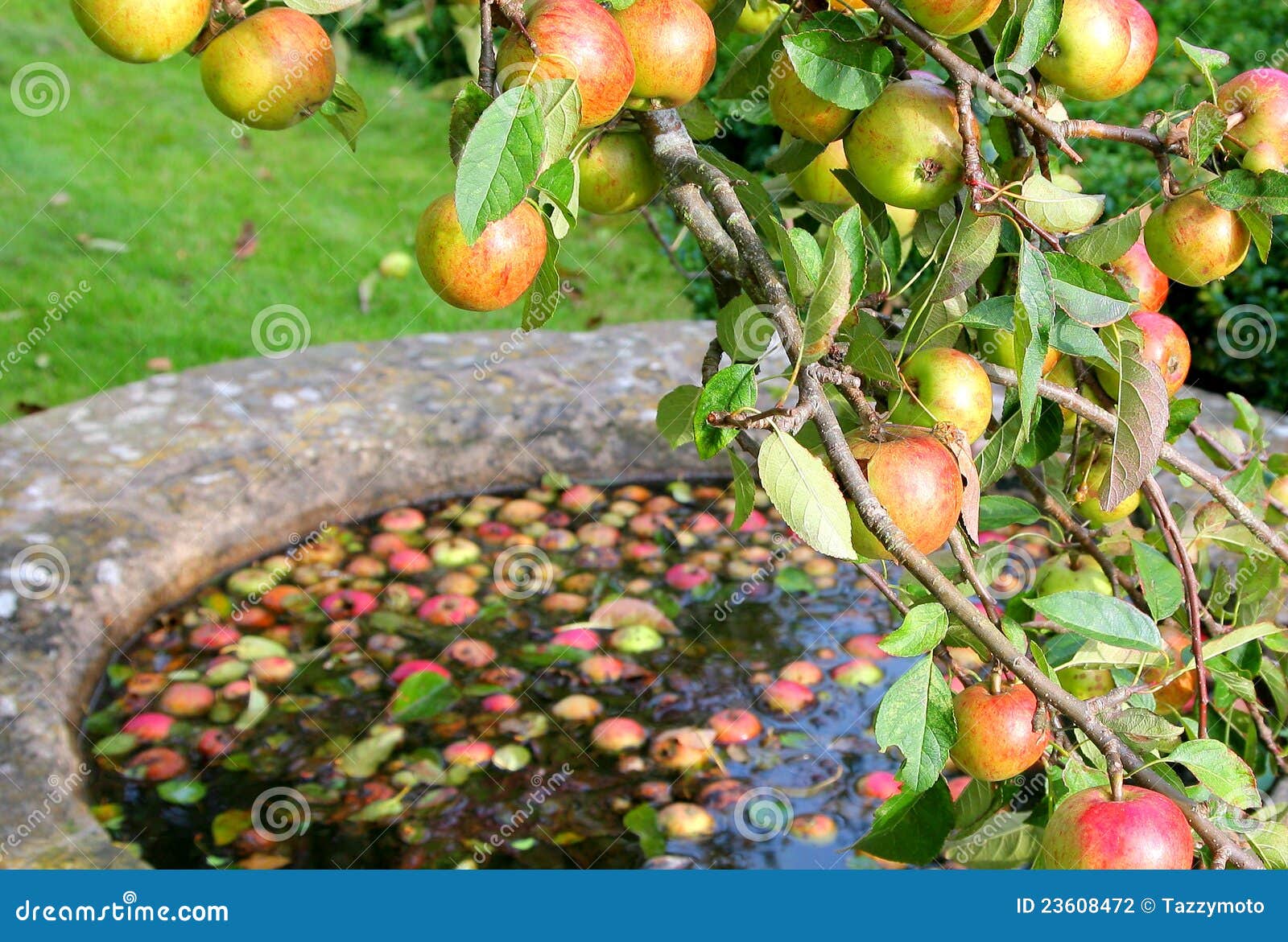 Abundance of fruit stock photo. Image of floating, fall 23608472
