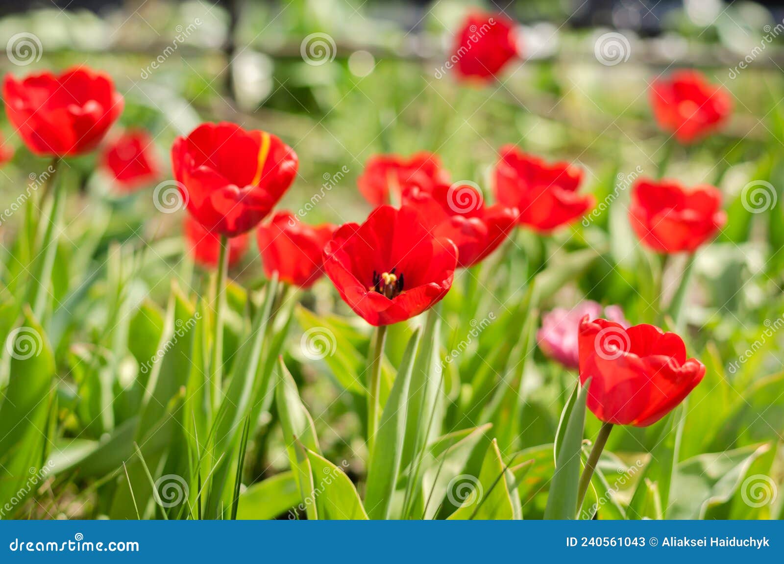 Abundance of Red Tulips in the Meadow Stock Image - Image of flowers ...