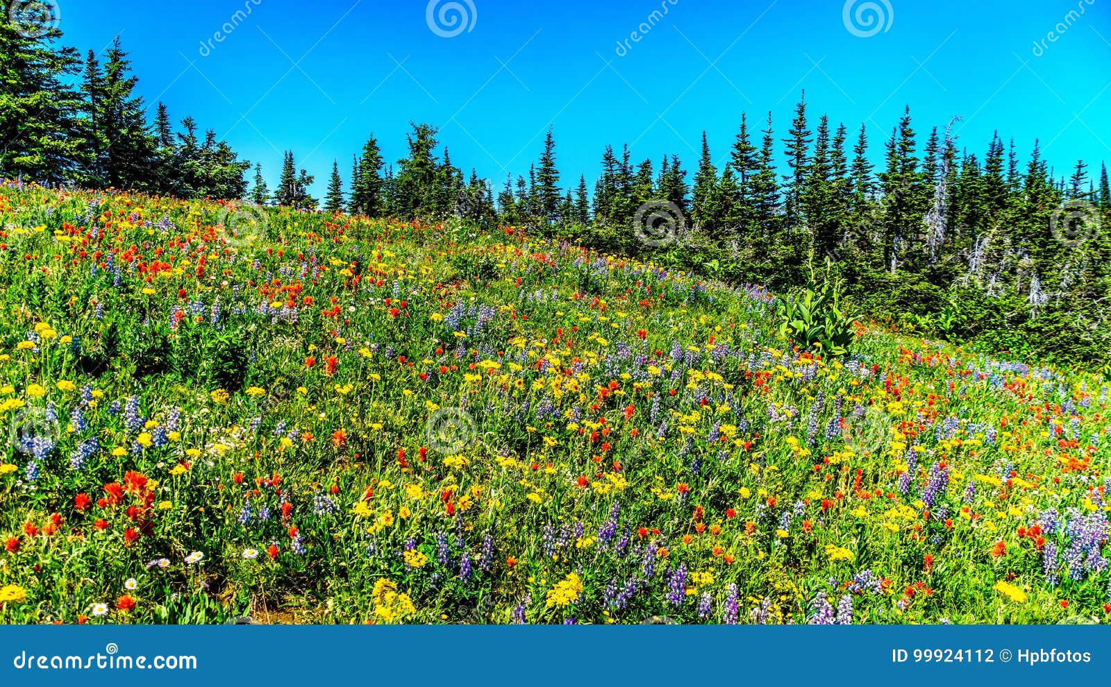 an abundance of wildflowers on juniper ridge in the high alpine