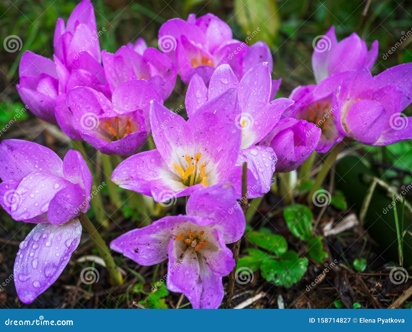 Abundant Blooming Autumn Flowers, Blooming Pink Large Colchicum ...