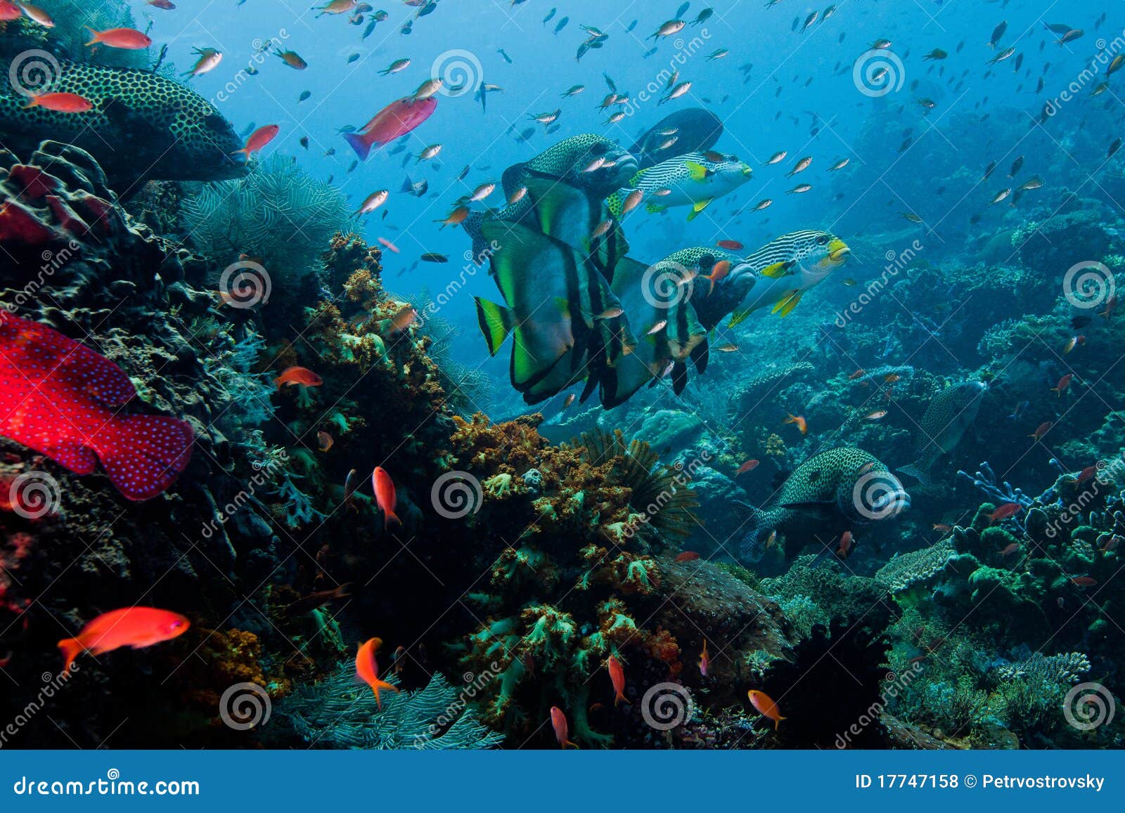 abundant in fish indonesian sea