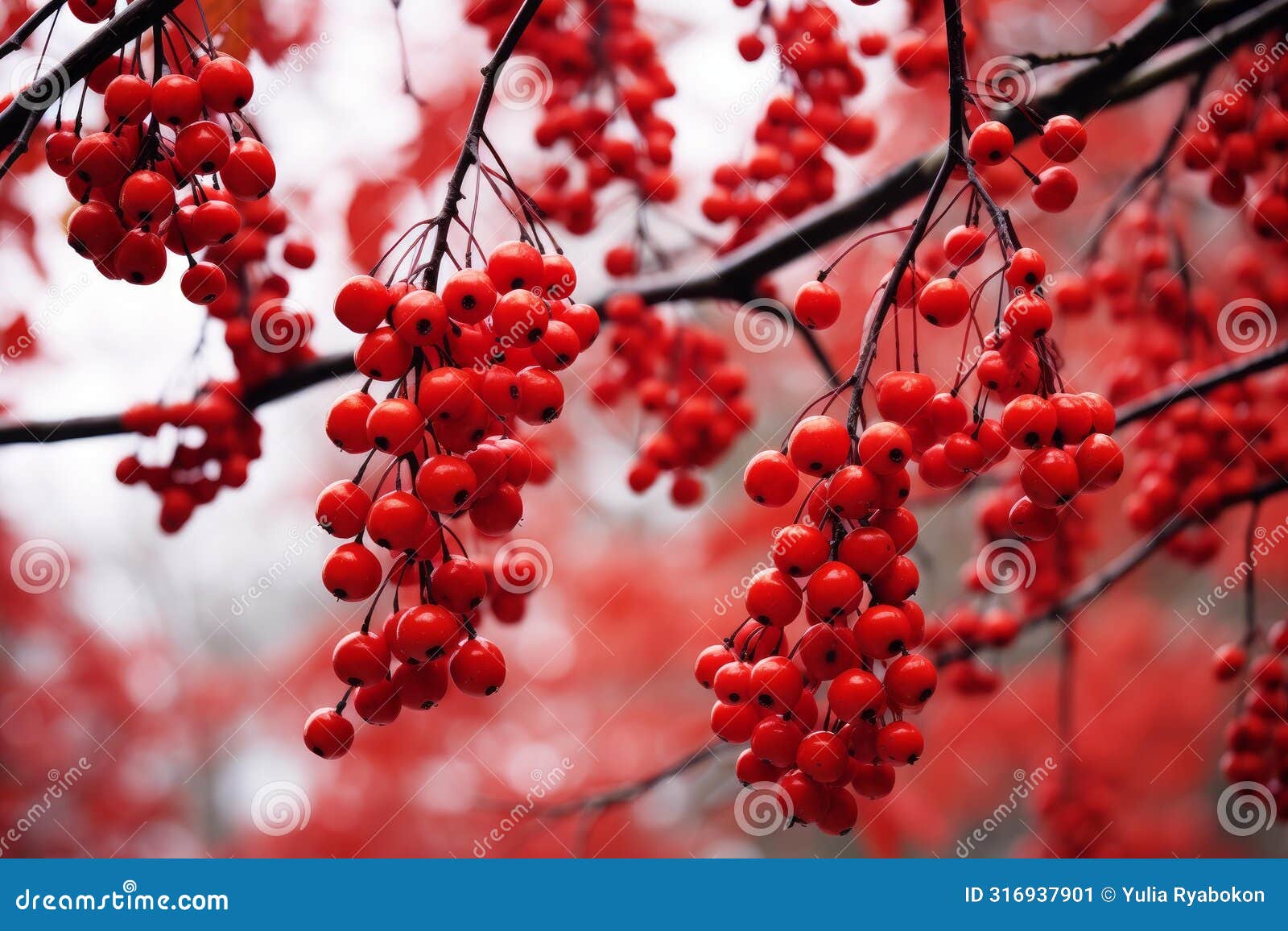 abundant red berries branch fall ripe. generate ai