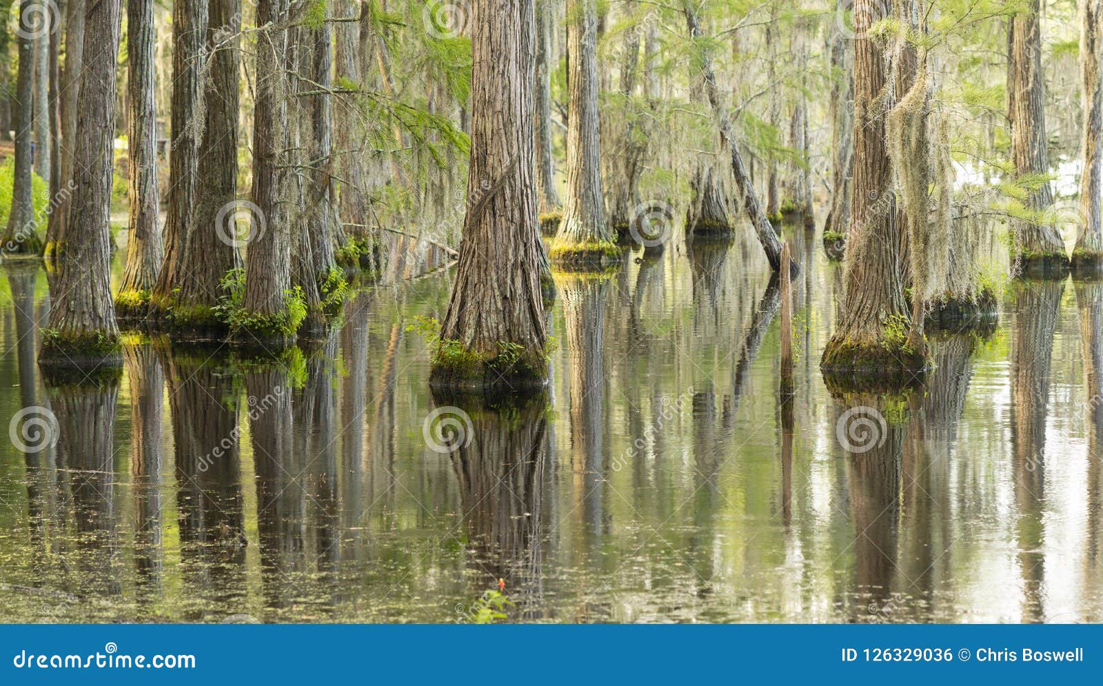 smooth water reflects cypress trees in swamp marsh lake