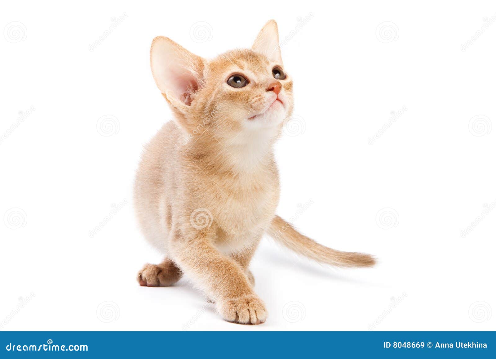 Abyssinian Kitten, White Wall Background. Young Beautiful Purebred Red