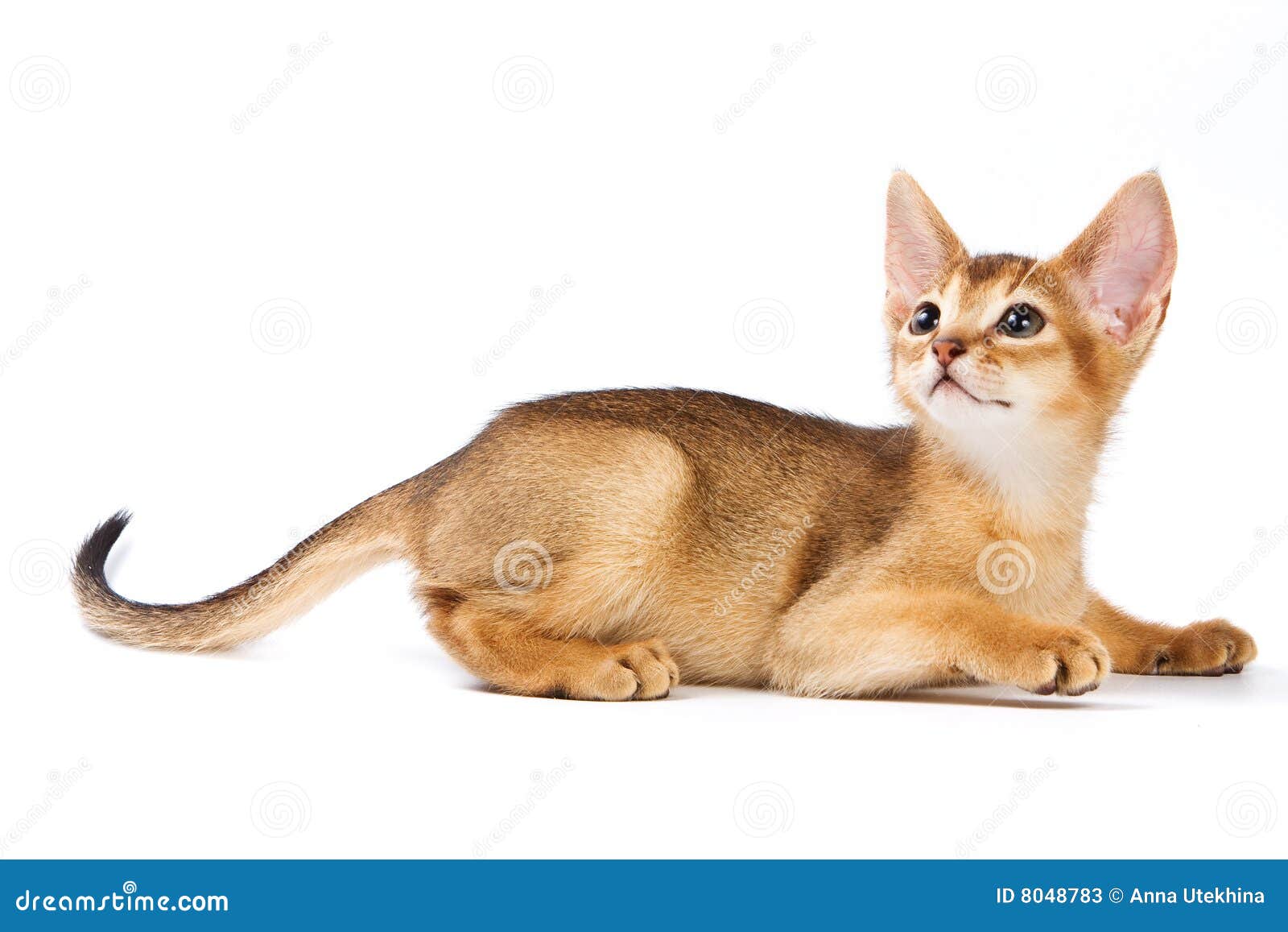 Abyssinian kitten stock image. Image of background, adorable - 8048783