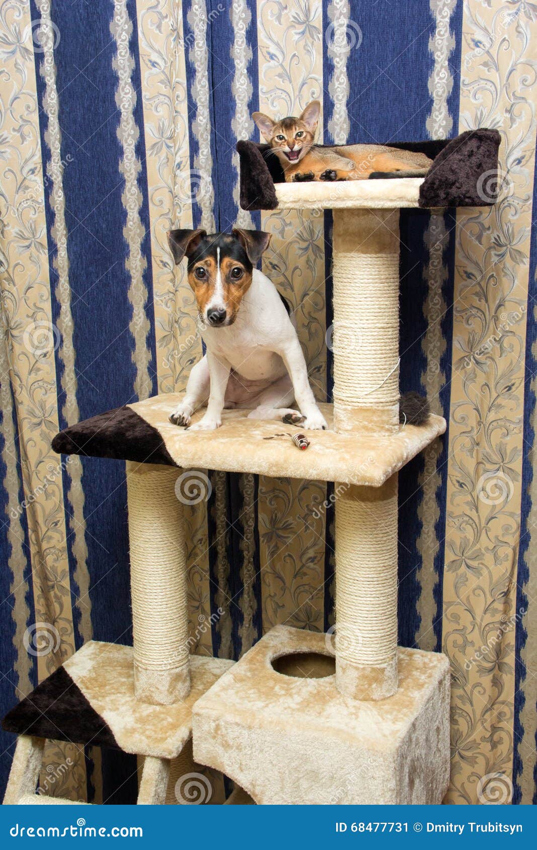 Abyssinian Kitten and Jack Russell Terrier on Cat Climbing Frame Stock