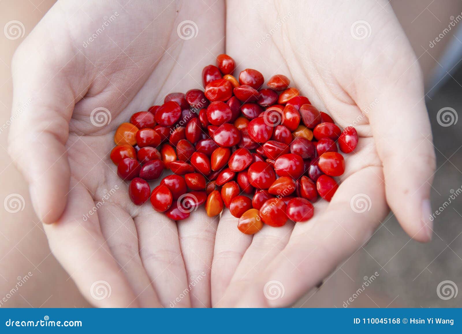 the acacia beans hold in the hands