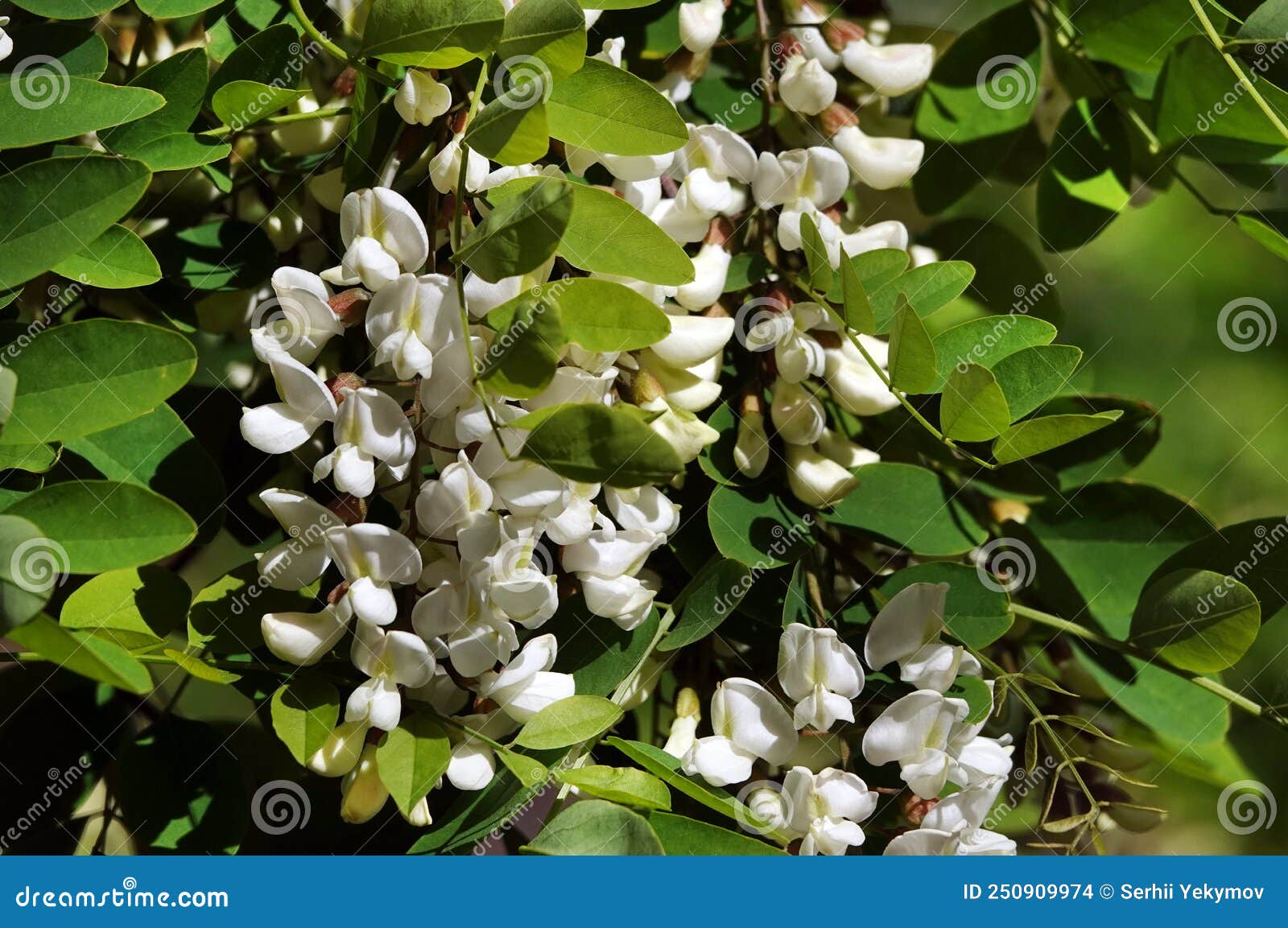 Acacia blooming in spring stock photo. Image of allergy 250909974
