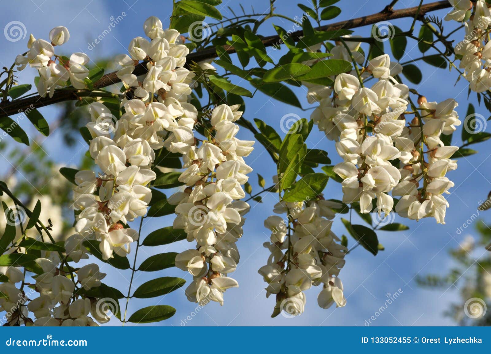 Acacia blossom white stock image. Image of foliage, nature - 133052455