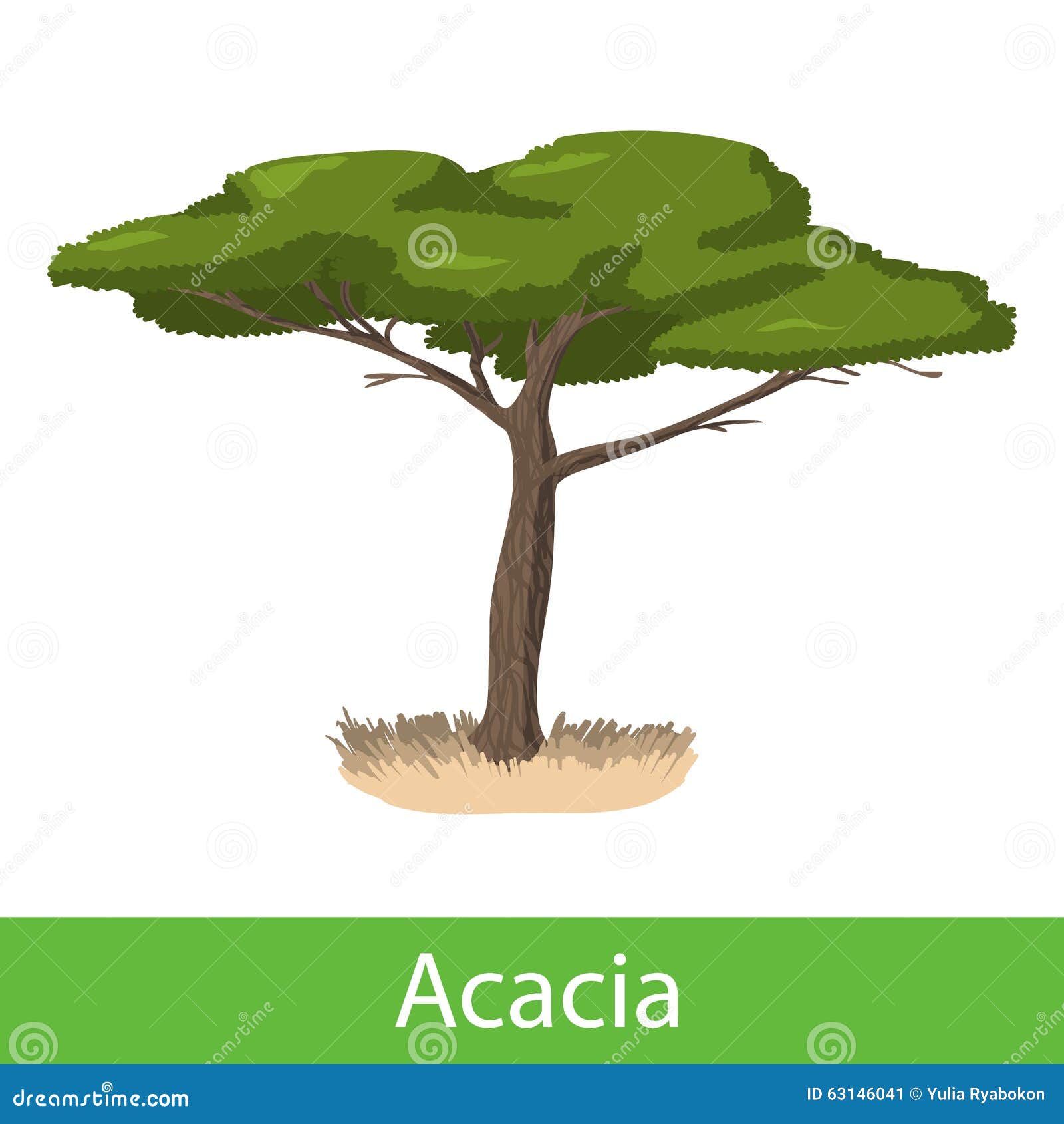 acacia tree clipart - photo #35