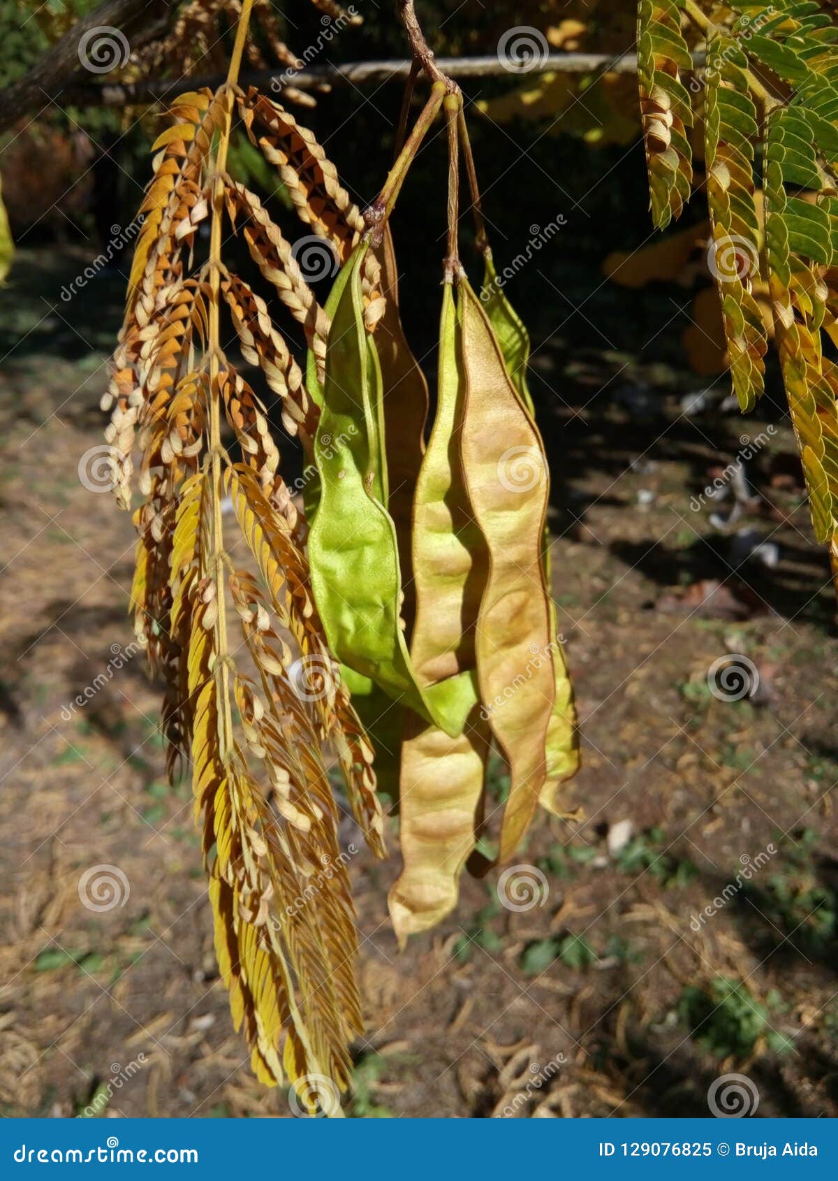 Acacia Fruit And Leaves At Botanical Garden Macea Arad County
