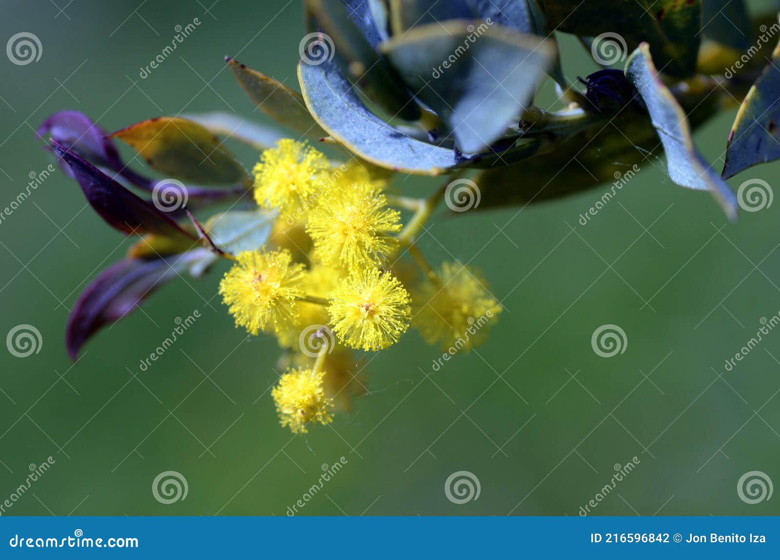 Acacia Cultriformis Floricultura Acácia Nativa Da Austrália Foto de Stock -  Imagem de jardinar, exterior: 216596842