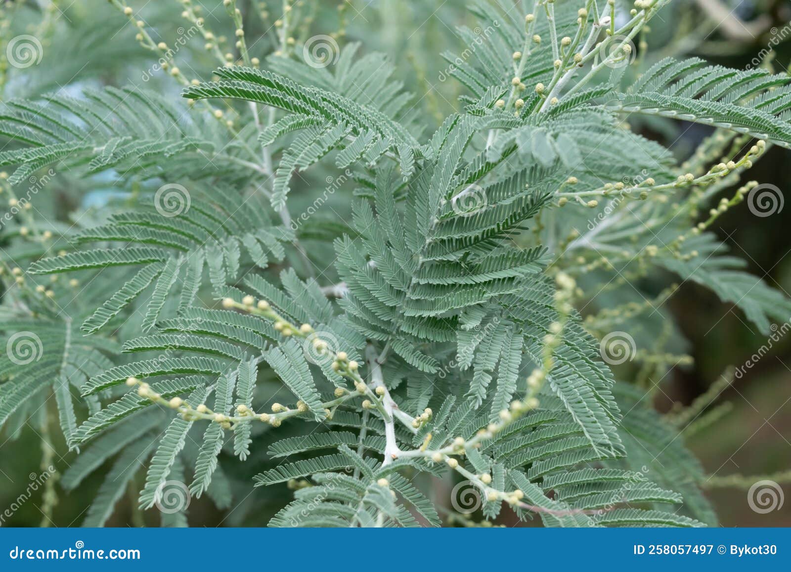 Green Branches of Acacia Dealbata, Closeup. Stock Image Image of