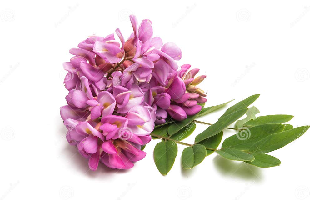Acacia Flower Lilac Isolated Stock Photo - Image of purple, lilac