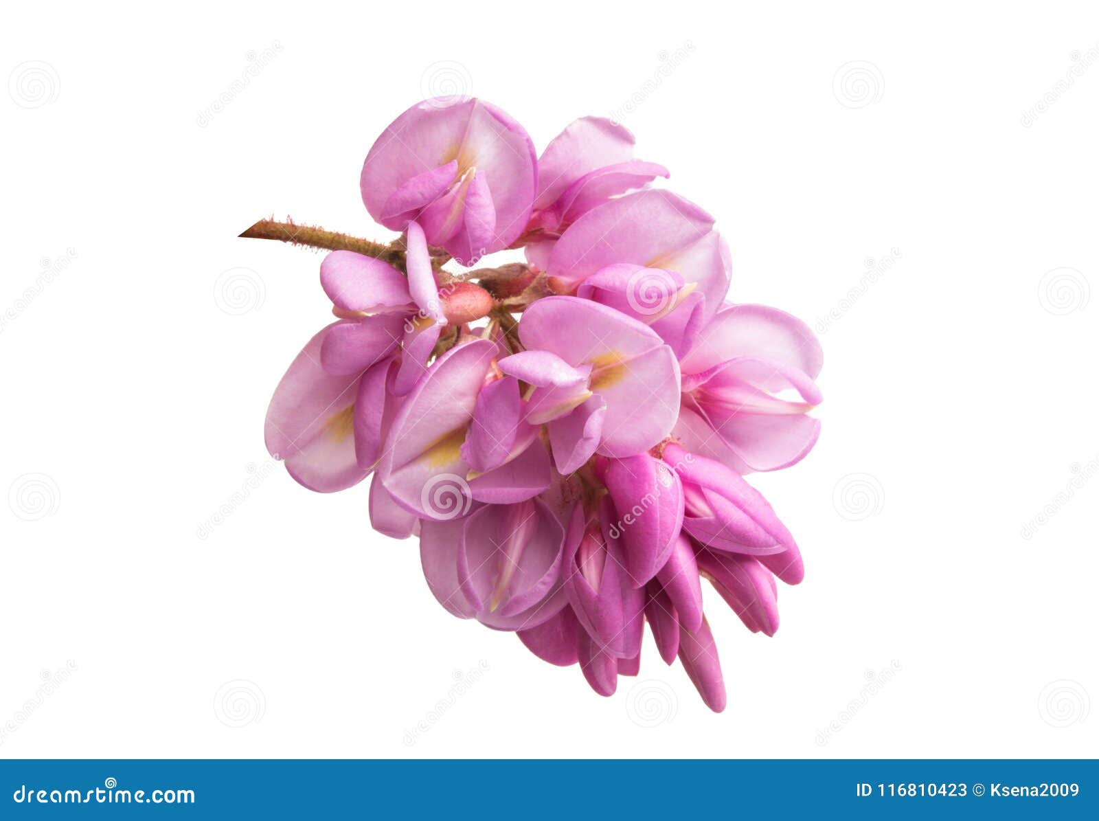 Acacia Flower Lilac Isolated Stock Image - Image of isolated, beauty