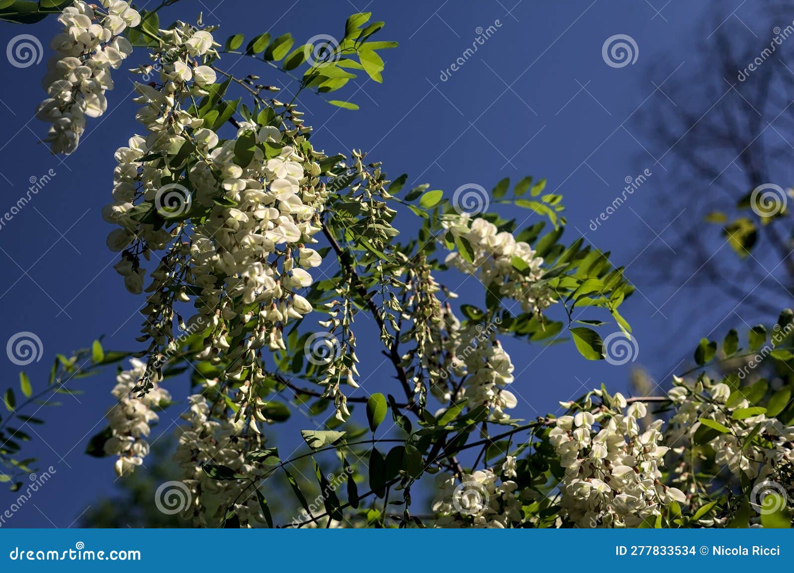 Acacia Flowers on a Branch Seen Up Close Stock Photo Image of flowers