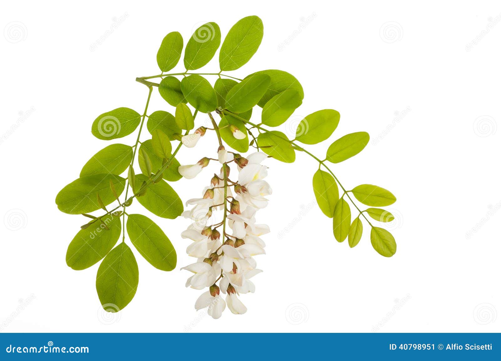 Acacia Flowers Stock Image Image Of Nature Field Plant Acacia Flowers Stock Image Image Of Nature Field Plant
